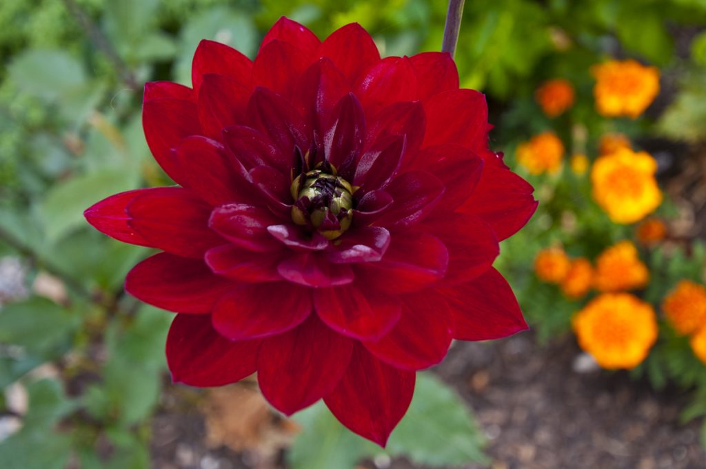 A photo of a Red Tulip.
