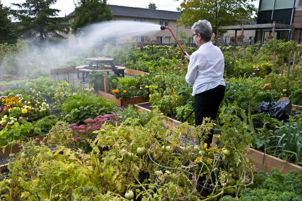 A photo of a tenant watering the public garden at Holland Christian Homes.