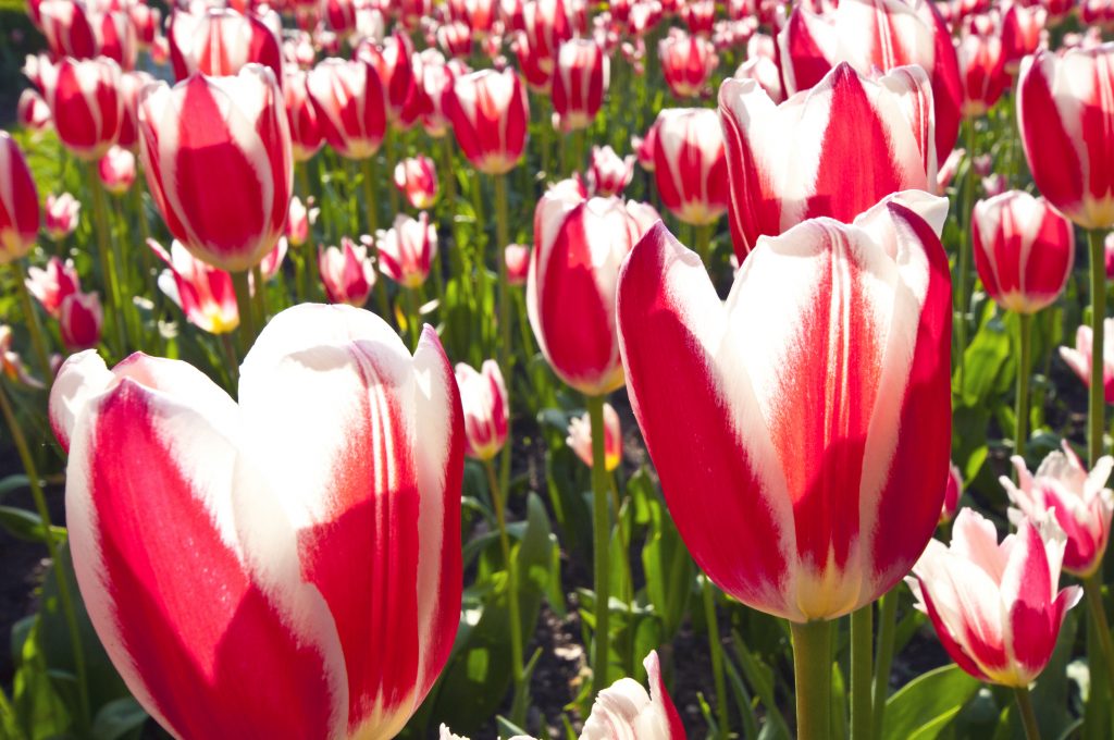 A photo of Red Tulips being grown in Holland Christian Homes garden.