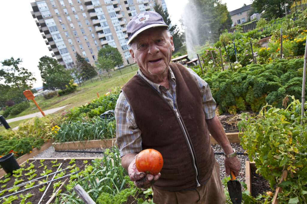 A photo of a elderly tenant holding a ripe tomato he picked from the Holland Christian Homes public garden.